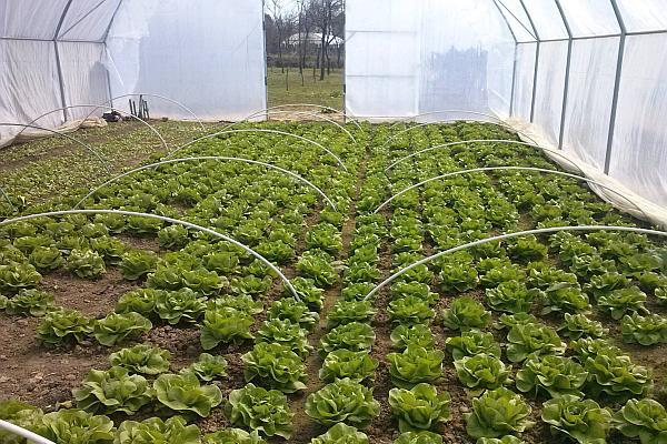 Ce să CULTIVI pentru a te &Icirc;MBOGĂȚI peste noapte. Sute de rom&acirc;ni au reușit deja!