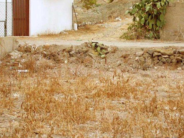 Testul suprem de vedere. Descoperă pisica din imagine!