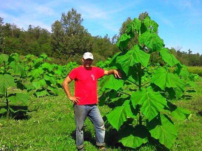 Rom&acirc;nii au descoperit Paulownia, afacerea care te transformă &icirc;n miliardar peste noapte. Zeci de oameni au reușit!