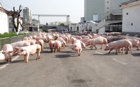 Uniunea Europeană încurajează fermierii! 2,3 milioane de euro alocate crescătorilor de porci. Afacerea care te va îmbogăți!
