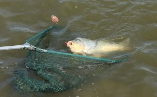 Se schimbă legea. Taxe mărite substanțial pentru pescarii amatori din Rom&acirc;nia!