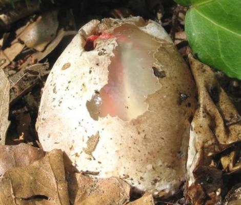 VIDEO: A găsit un ou ciudat în grădină. Când a văzut ce iese din el, era să leșine!