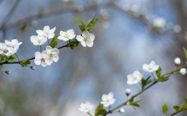 Meteorologii nu mai au niciun dubiu: Gata, vine primăvara!