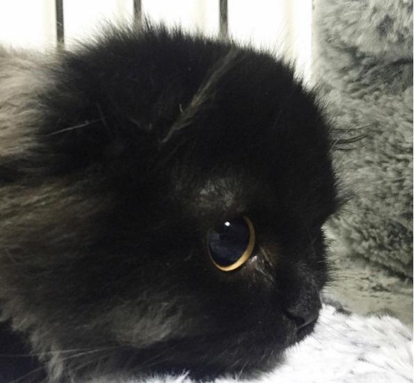 Gimo este cea mai mirată pisică din lume! Te vei &icirc;ndrăgosti instant de ea!