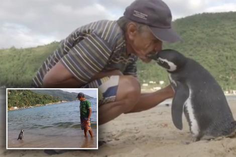 Nu te-a impresionat azi nimic? Citește asta: un pinguin înoată 8000 de km în fiecare an pentru a-l revedea pe omul care i-a salvat viața!