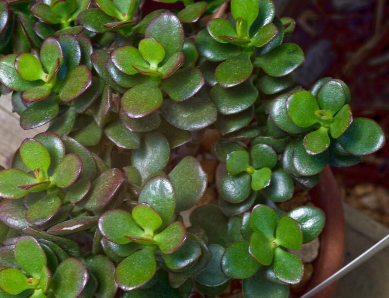 Crassula, planta pe care milioane de rom&acirc;ni o au &icirc;n casă și care atrage c&acirc;știguri financiare!