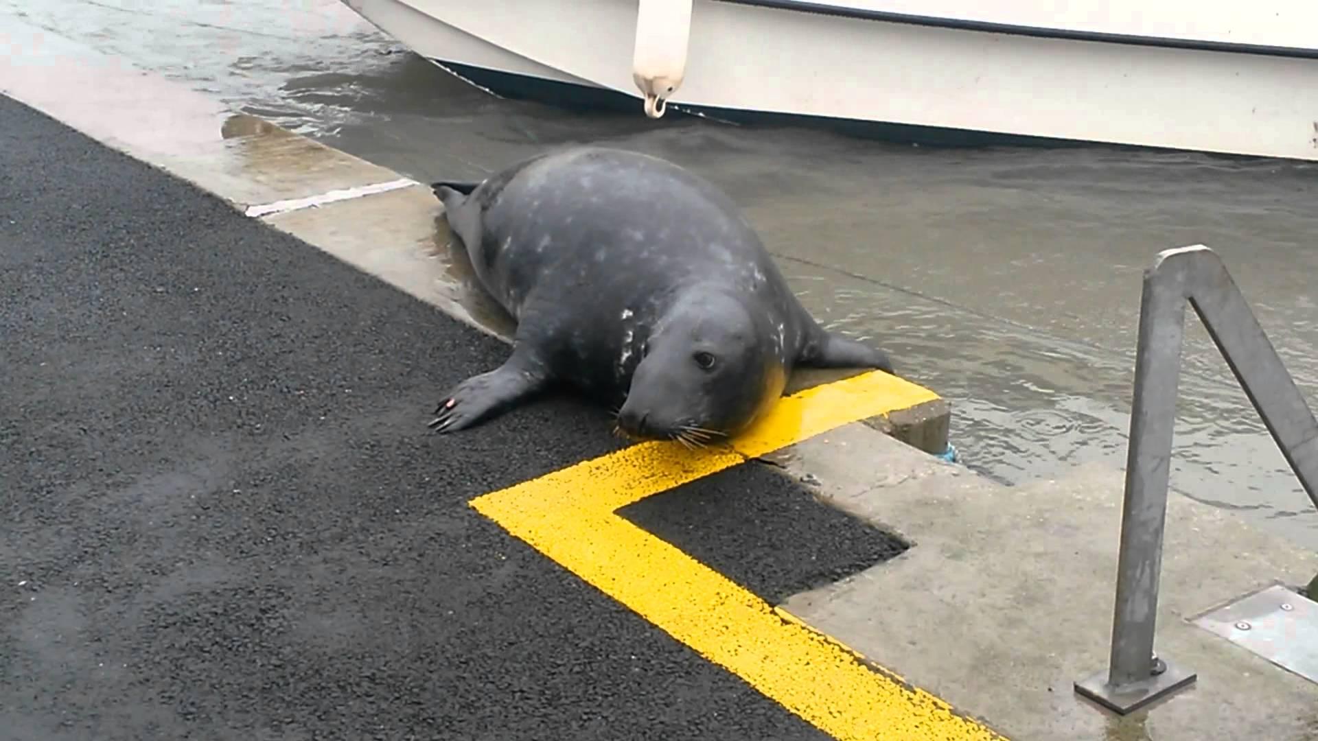 Foca Sammy a uimit planeta! &Icirc;n fiecare zi, animalul are un tabiet surprinzător! Ce crezi că face?