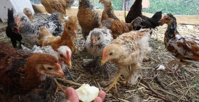 &Icirc;ncepe nebunia. Impozit pe animalele din ograda oamenilor de la țară!