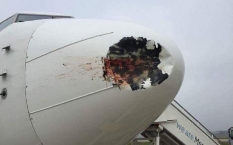 Un avion a fost lovit de o pasăre chiar în timpul aterizării. Ce au văzut pasagerii aeronavei când au coborât