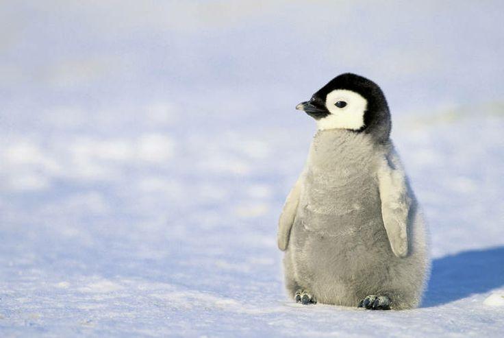 Cea mai simpatică meserie! "Ridicătorii de pinguini", eroii din Antarctica. Ce trebuie să faci şi c&acirc;ţi bani primeşti