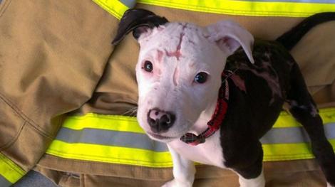 Povestea emoţionantă a câinelui Jake: a fost salvat dintr-un incendiu, apoi a devenit "pompier"