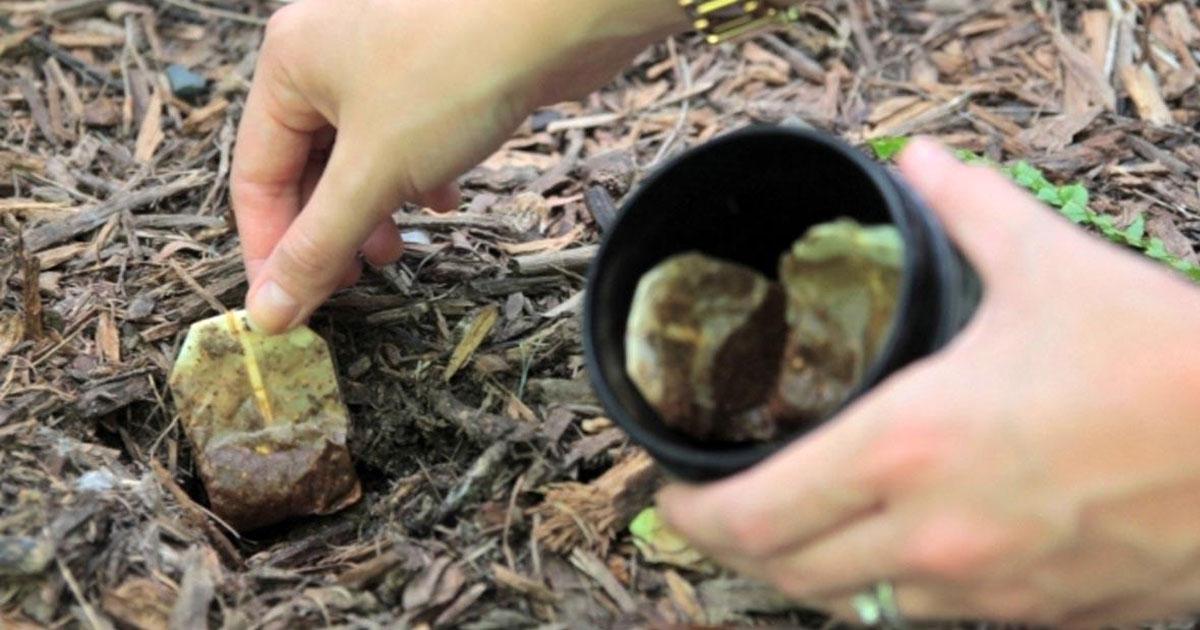 Ce se &icirc;nt&acirc;mplă dacă bagi &icirc;n păm&acirc;nt pliculețe folosite de ceai! Nu te-ai fi g&acirc;ndit la asta!