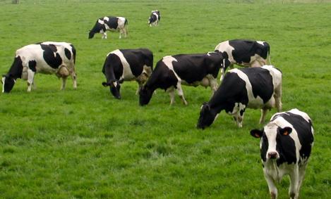 România va avea cea mai mare subvenţie pe cap de bovină din Uniunea Europeană