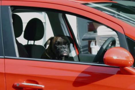 Câinele acesta dă clasă tuturor șoferilor! A executat o parcare laterală perfectă! (VIDEO)