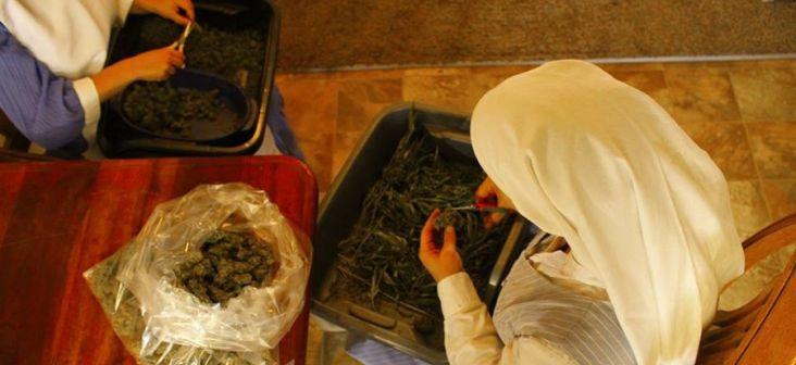 Iartă-le, Doamne, că ştiu prea bine ce fac! Ele sunt &bdquo;călugărițele&rdquo; care cultivă și v&acirc;nd marijuana