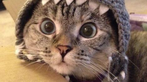 Povestea frumoase Nala, pisicuţa abandonată şi urmărită apoi de milioane de oameni pe Instagram