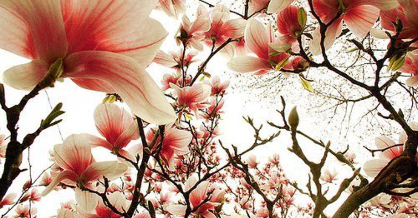 Primăvară cu soare, mai vii oare? PROGNOZA METEO pentru joi şi vineri