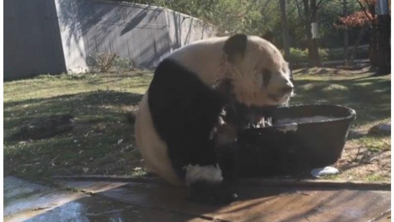Un panda filmat la ora de baie, la Grădina Zoologică din Washington, face furori pe internet