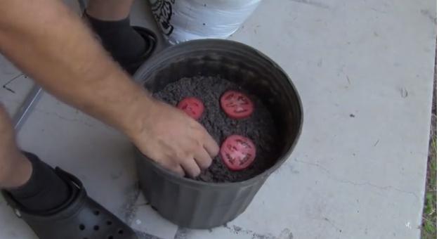 Video viral! Pune patru felii de roşii &icirc;ntr-un ghiveci şi le acoperă cu păm&acirc;nt. După zece zile, apar primele rezultate