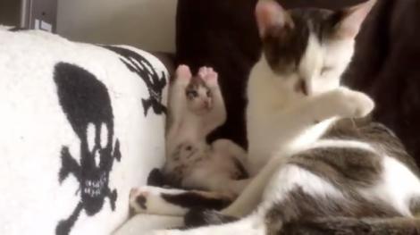 Video adorabil! Un pui de pisică IMITĂ PERFECT mişcările mamei sale. O să te topeşti de dragul lui