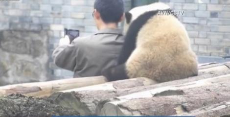 Nu aţi văzut nimic mai drăguţ! Ursuleţul PANDA care adoră să facă... SELFIE-uri