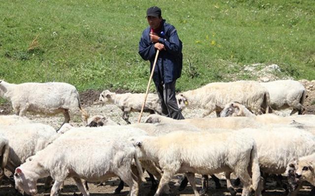 Sprijin financiar pentru crescătorii de animale din Rom&acirc;nia. 32 de milioane de lei &icirc;ntr-un singur an!