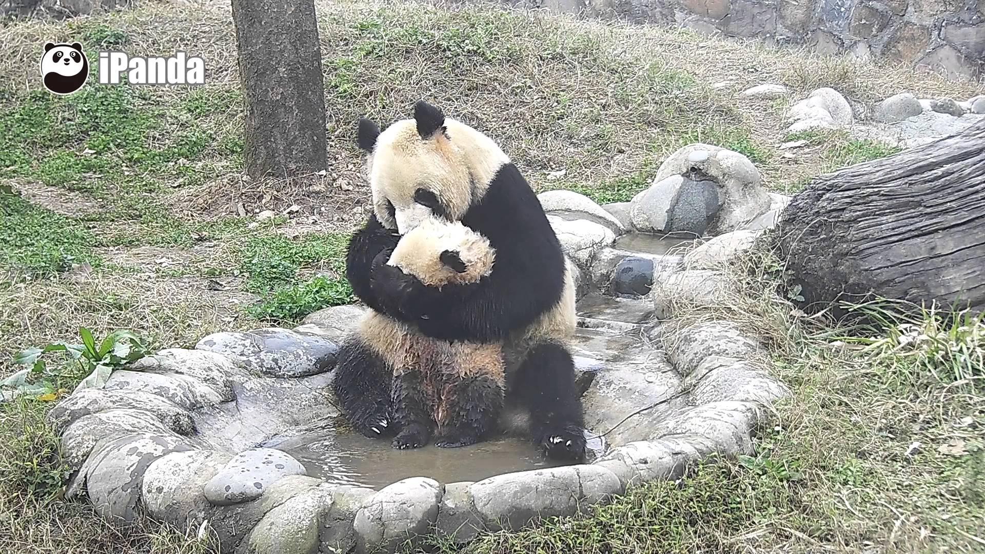 VIDEO! Pe cât de adorabil, pe atât de încăpățânat! Un pui de urs a fost filmat în timp ce încerca să fugă de la... îmbăiere!