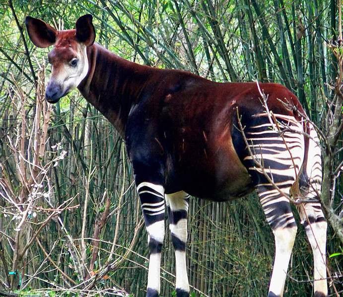 Struțocămilo, ești neinteresantă!  OKAPI are picioare de zebră, corp de cal și urechi de porc! FOTO