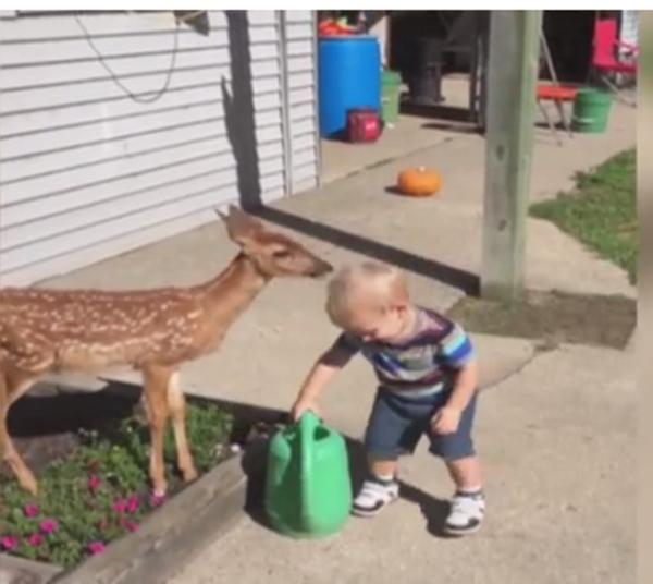 Pur şi simplu adorabil! Un băieţel se aproprie de un pui de căprioară! Ce urmează te va topi