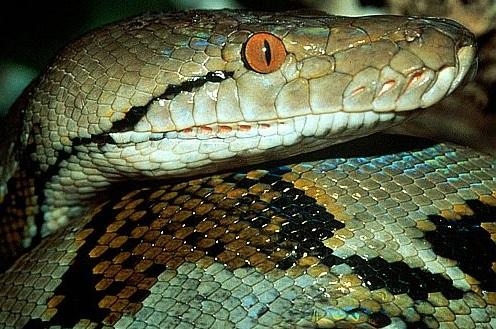 Cel mai lung şarpe din lume, capturat pe un șantier. Cum arată monstrul care va intra &icirc;n Cartea Recordurilor