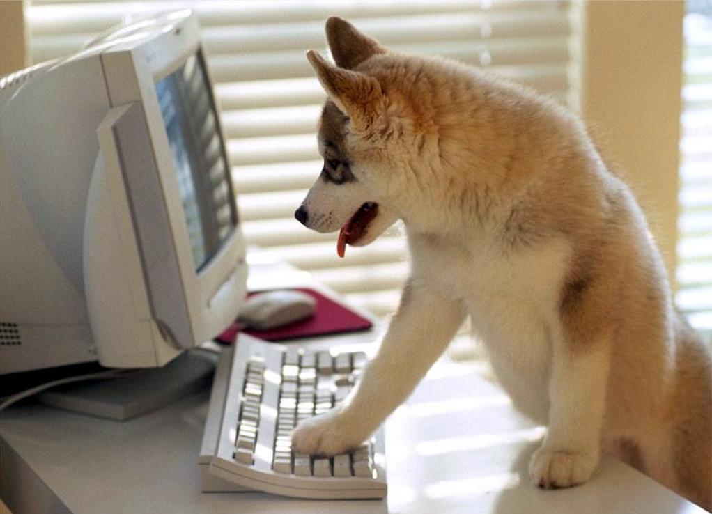 C&acirc;inii din lumea &icirc;ntreagă vor putea &icirc;ncărca poze pe Instagram. Cum este posibil?