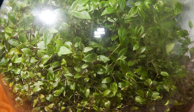 Un bărbat a sfidat natura! N-a udat planta timp de 44 de ani și totuși aceasta nu s-a oprit din crescut! Cum a fost posibil așa ceva!