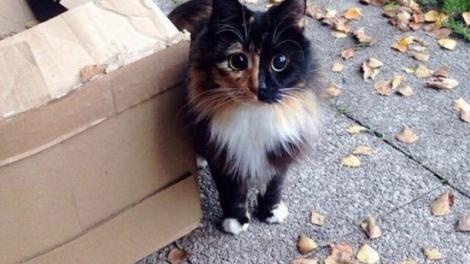 A luat această pisicuţă acasă. Când a dus-o la veterinar, a descoperit ceva şocant. De necrezut!