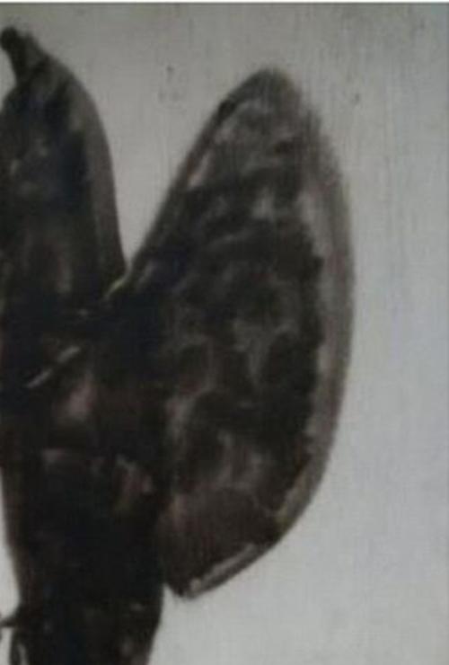 FOTO VIRAL! Tu ce vezi &icirc;n imagine? Internauţii au privit fotografia ore &icirc;n şir fără să &icirc;şi dea seama