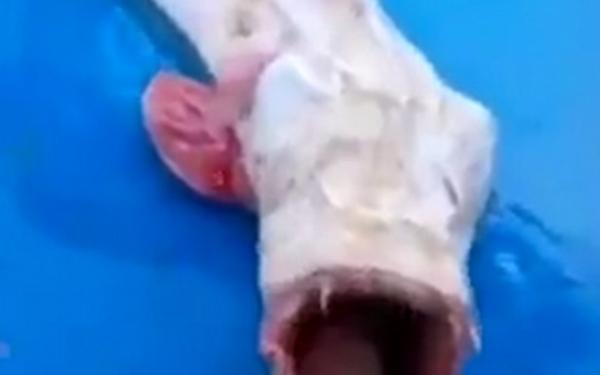 Imaginea a creat isterie, pe rețelele de socializare: &bdquo;Știe cineva ce creatură e asta?&rdquo;