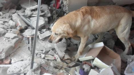 Fără cuvinte. Povestea lui Dayko, câinele-erou care a murit după ce a salvat șapte persoane în urma cutremurului din Ecuador