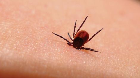 Alertă epidemiologică în România. Boala Lyme poate face victime în această perioadă!