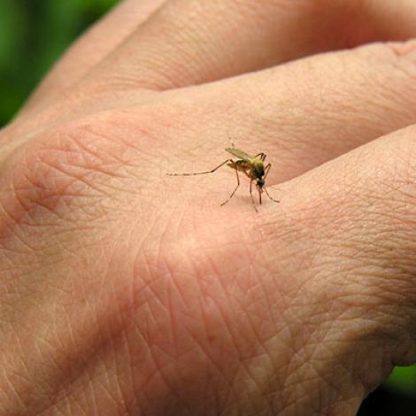 De ce țânțarii mușcă mai mult anumite persoane și de altele se feresc? Misterul a fost elucidat!