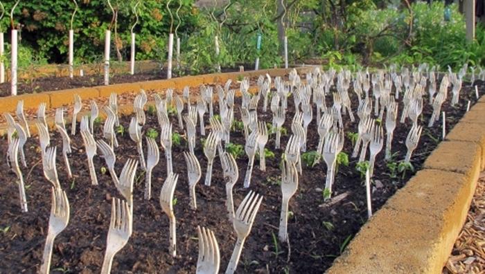 A &icirc;nfipt mai multe furculiţe &icirc;n păm&acirc;nt, cu dinţii &icirc;n sus! Motivul? O să vrei să faci şi tu asta &icirc;n grădina ta