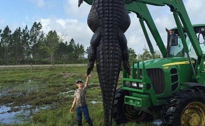 Un crocodil uriaș a fost &icirc;mpușcat, după ce a facut ravagii: "Era un adevărat monstru care trebuia &icirc;nlăturat"