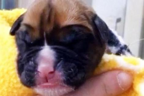 Scumpul de el! Povestea lui „Chance”, primul câine clonat din Marea Britanie
