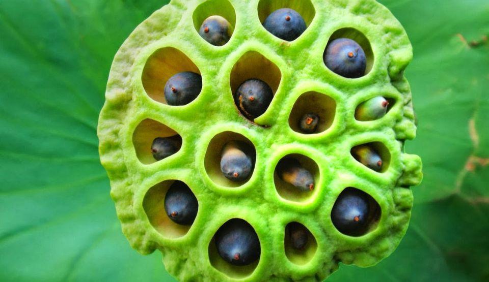 Privește această imagine! Simți frică sau repulsie? Ai putea să suferi de Tripofobie, "frica de găuri" - FOTO