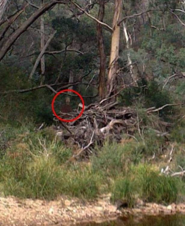 A simţit că cineva &icirc;l urmăreşte şi a decis imediat să facă o poză. Ce a surprins bărbatul te va lăsa mut