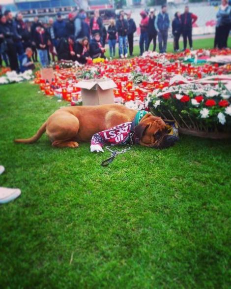 „Nu au venit preoții, dar a venit un câine!” Povestea  bulldogului rapidist care a impresionat întreaga România după moartea lui Ekeng