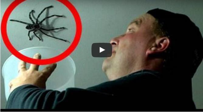 A &icirc;ncercat să prindă un păianjen URIAȘ, dar ce a pățit &icirc;i putea aduce sf&acirc;rșitul - VIDEO
