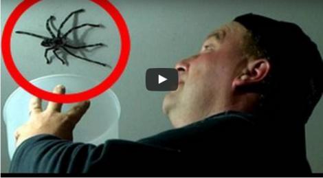 A încercat să prindă un păianjen URIAȘ, dar ce a pățit îi putea aduce sfârșitul - VIDEO