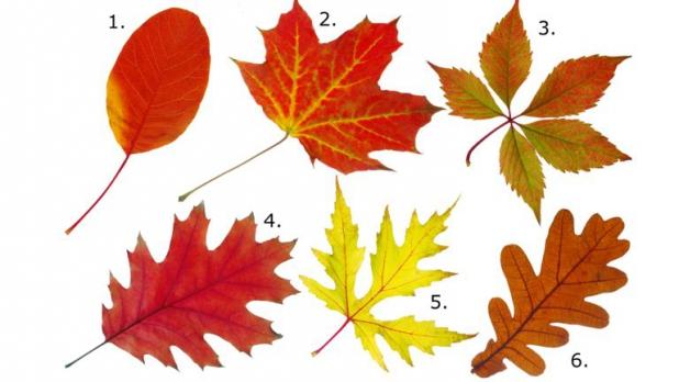 TESTUL care te demască &icirc;n două secunde! Alege frunza preferată şi vei afla lucruri surprinzătoare despre tine