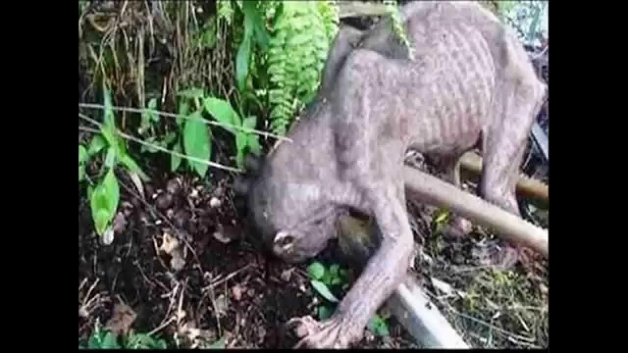 Gollum din Stăp&acirc;nul Inelelor chiar există?! A fost descoperit  &icirc;n Malaezia. Povestea lui te va &icirc;ntrista cumplit