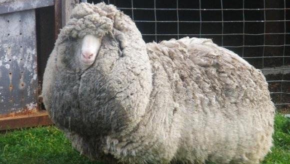 "Era tot numai o l&acirc;nă!" Povestea impresionantă a Berbecului Shaun: după şase ani, stăp&acirc;nii l-au găsit &icirc;n sălbăticie