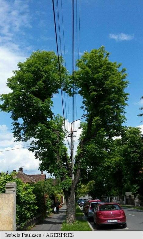 Sibiul se mândrește cu cel mai frumos castan! Un copac în formă de inimă a devenit vedeta internetului